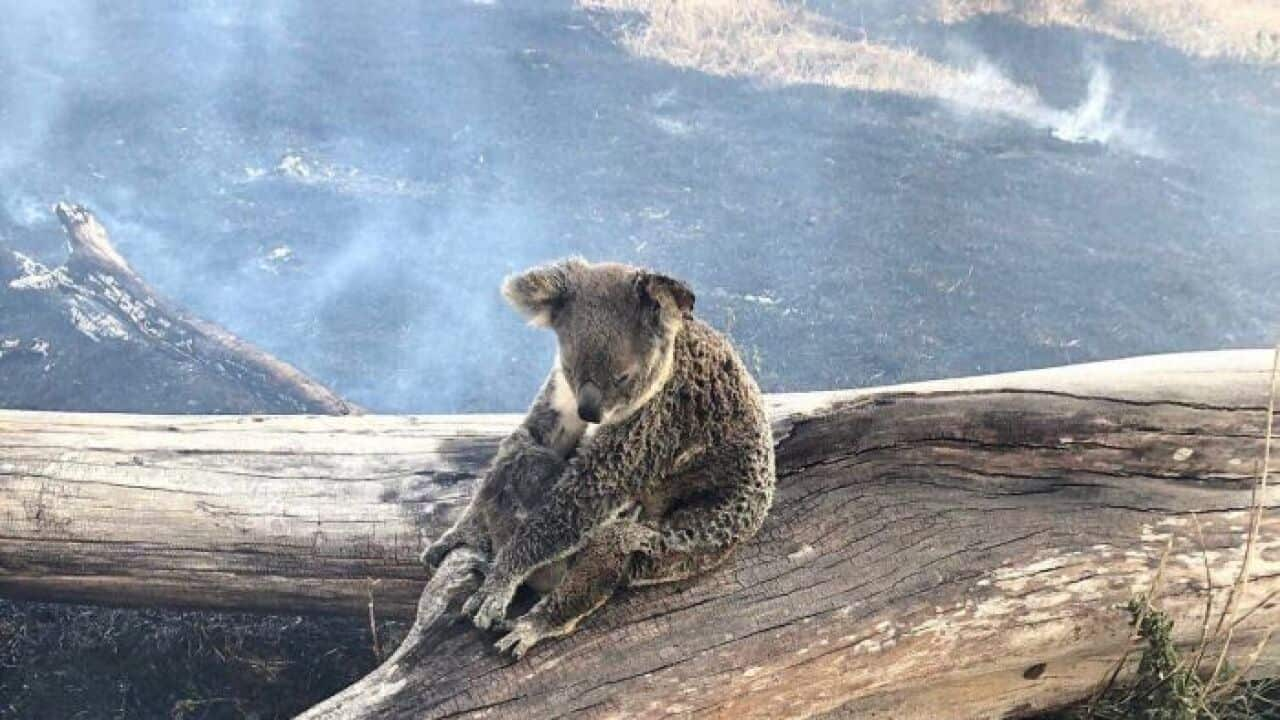 Jimboomba Police rescued the koala and her joey from fire in the Gold Coast hinterland.