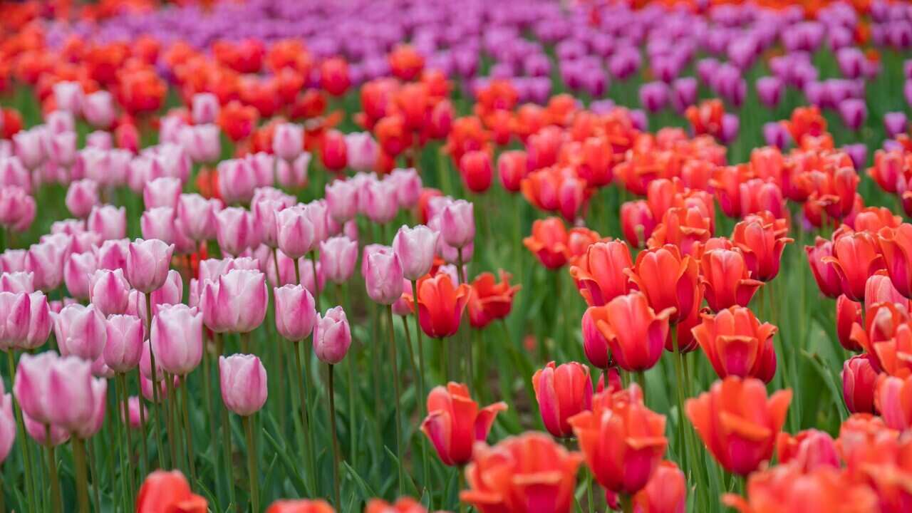 China Chongqing Zoo Blooming Tulips