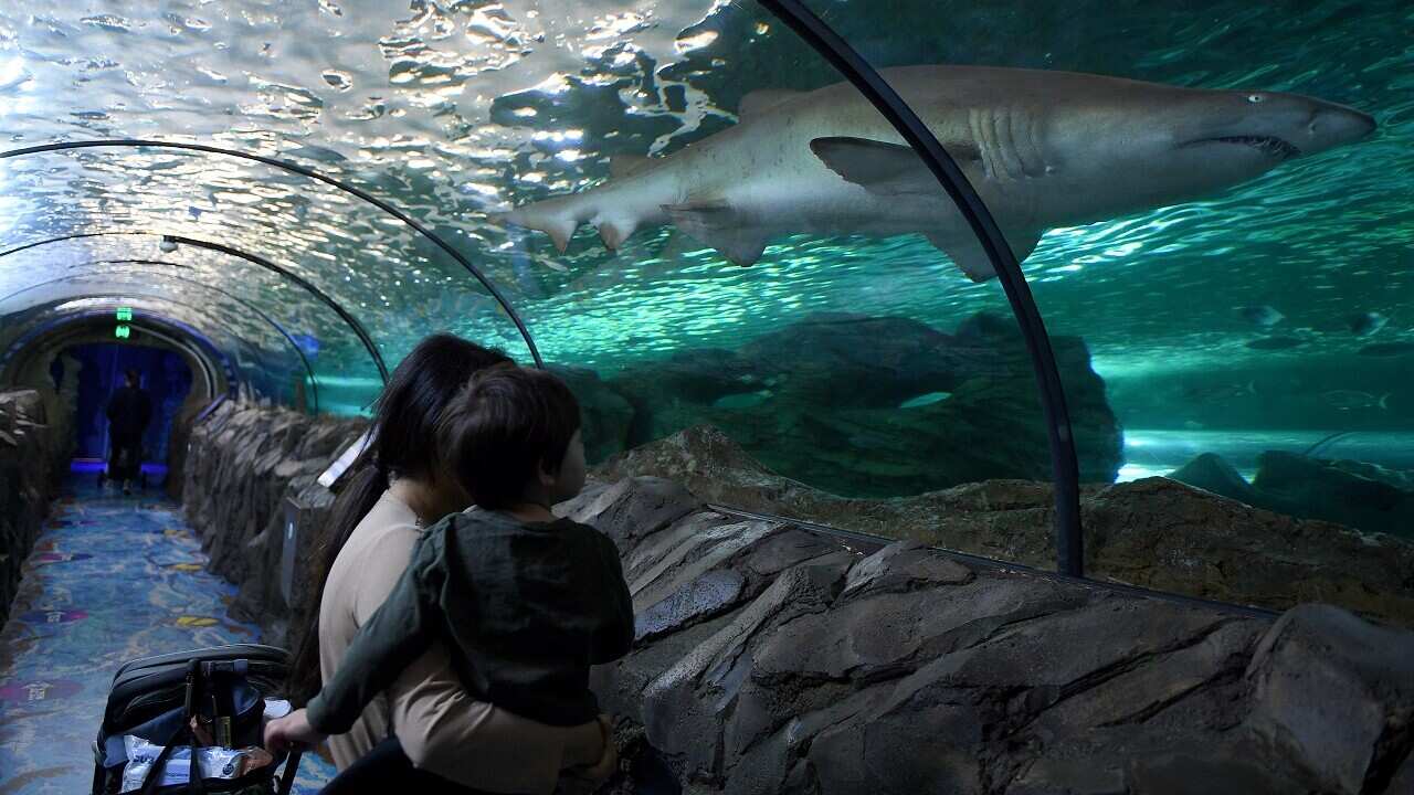 Having surpassed the 70 per cent double-dose vaccination milestone, visitors are seen at the reopening of the Sea Life Aquarium at Darling Harbour in Sydney