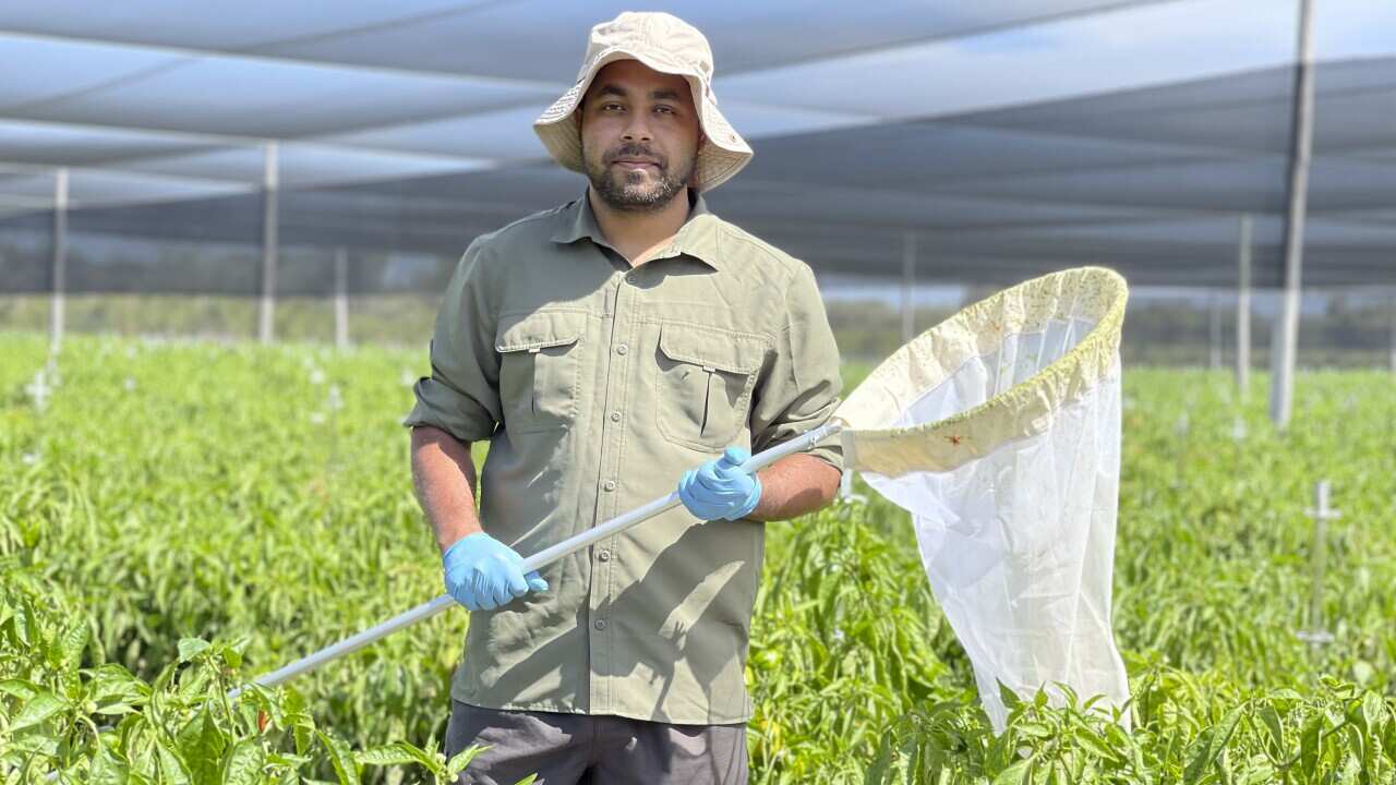 A person stands in a field with an insect net in his hands.