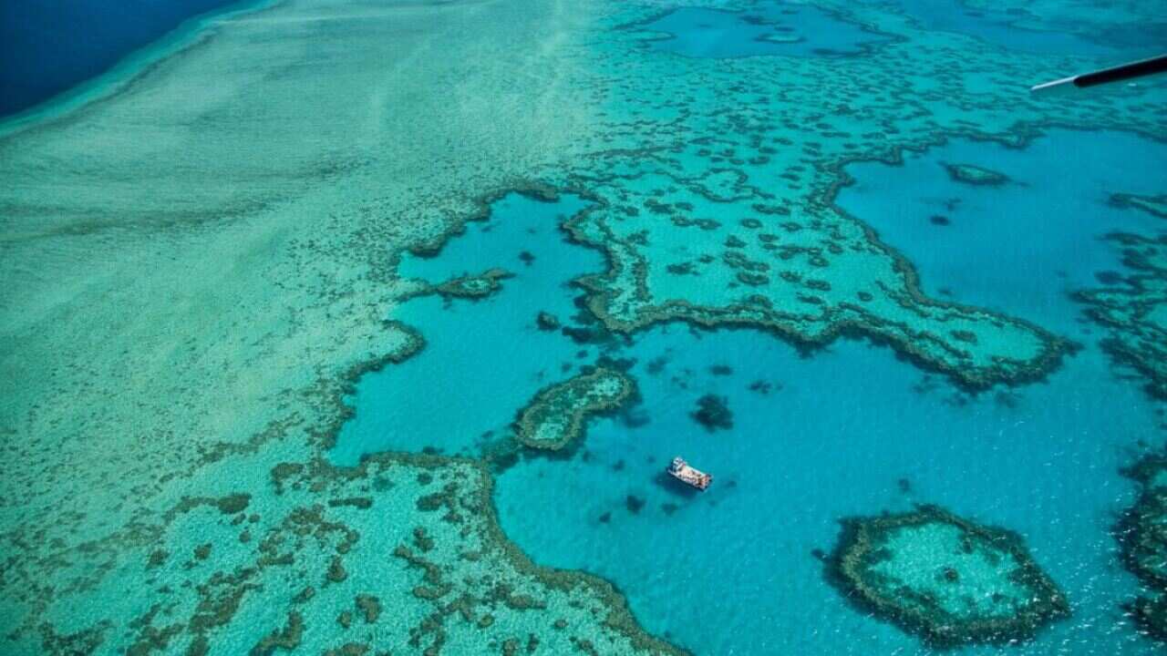 In April 2020 scientists said the Great Barrier Reef suffered its most widespread coral bleaching on record.