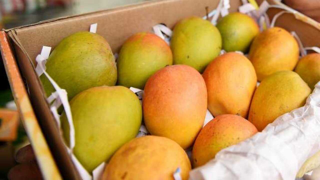 Indian Mangoes