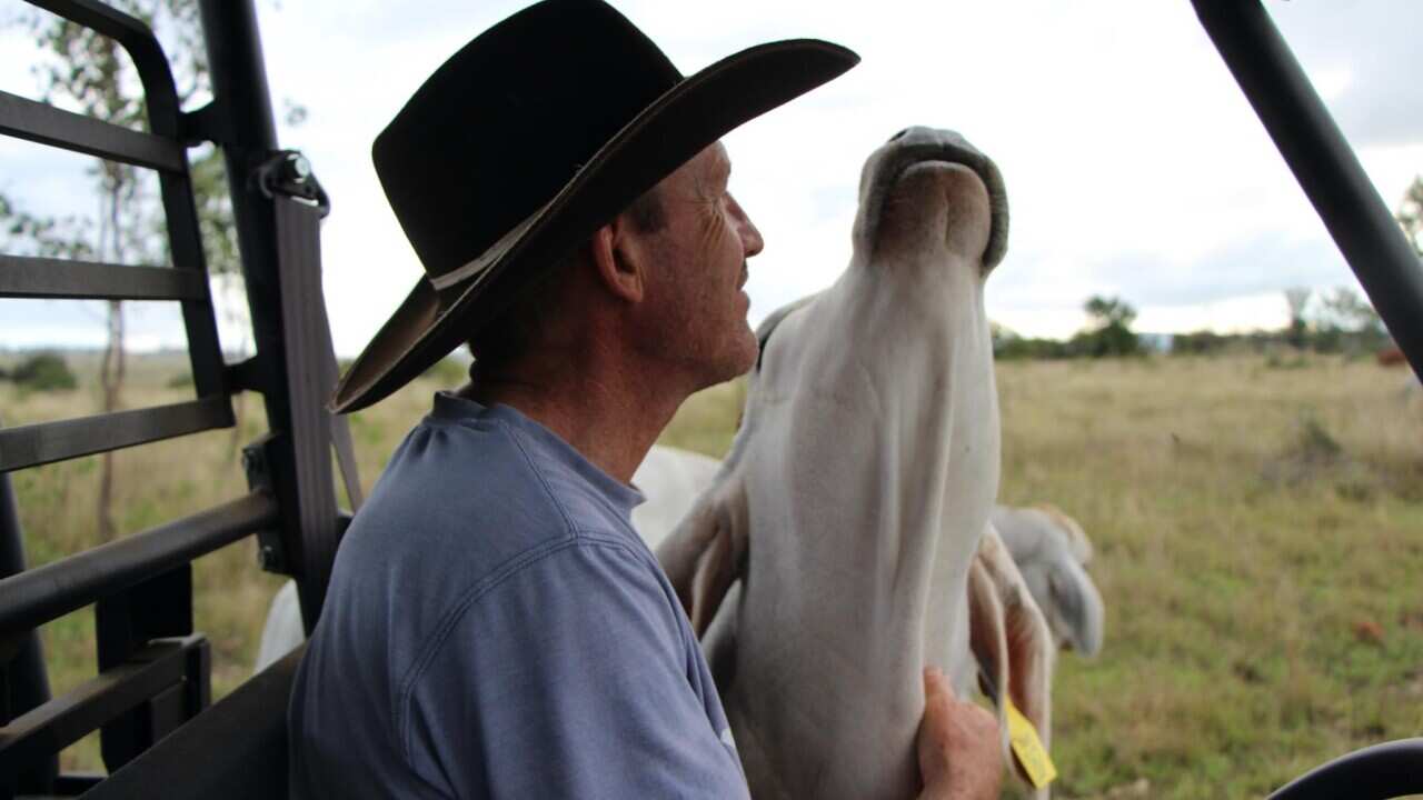 A man stands with a cow in a paddock.