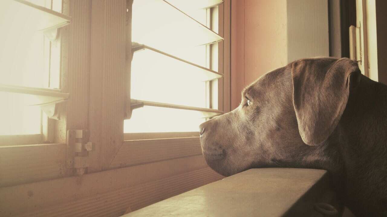 Looking after dogs after lockdown 