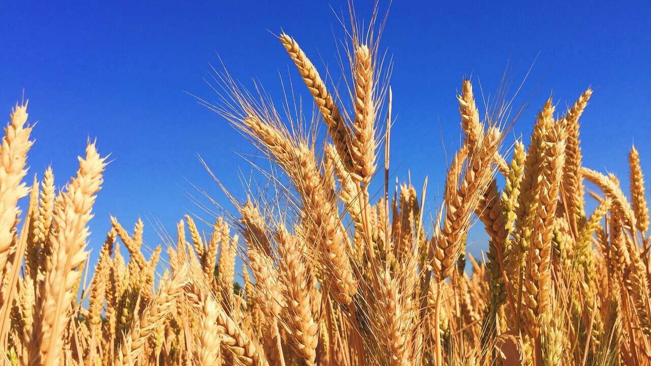 Australian Barley