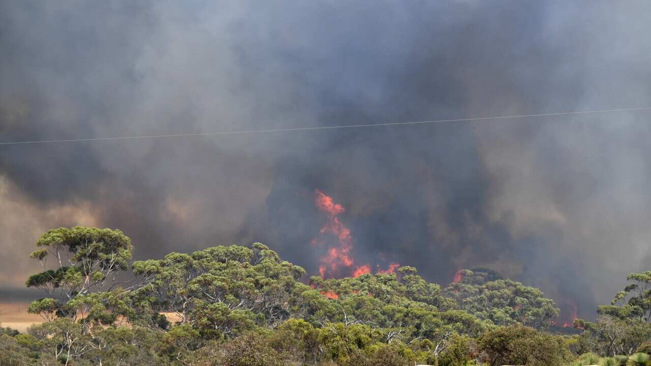 The fires on Kangaroo Island have already destroyed 160,000 hectares. 