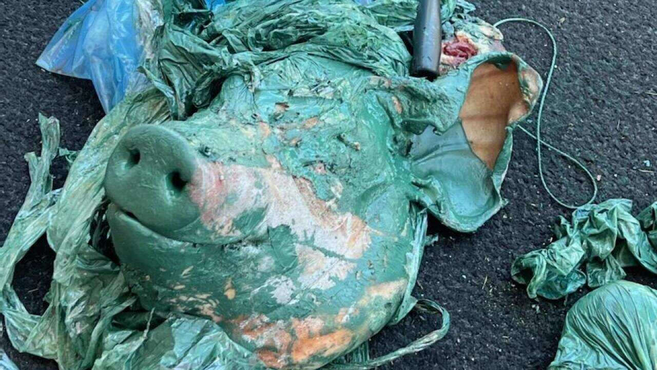 Photo of pig's head painted green