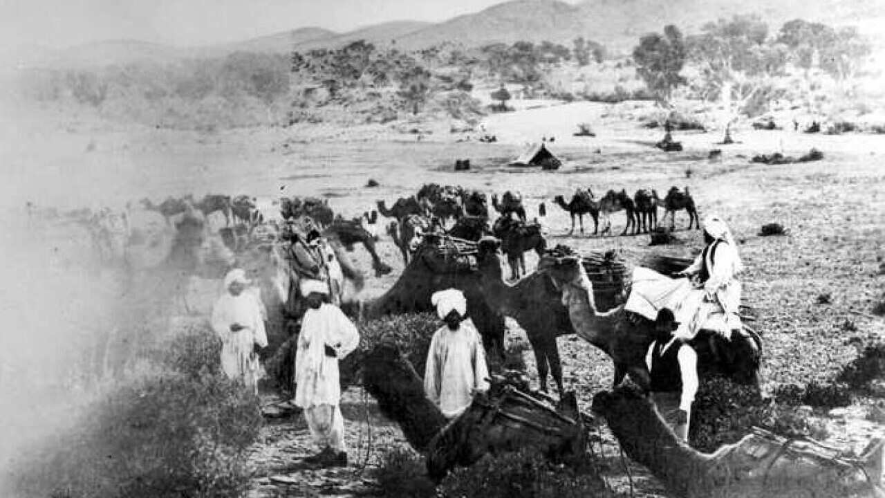 A group of Afghan cameleers and their camels photographed at Beltana, 25 January 1870