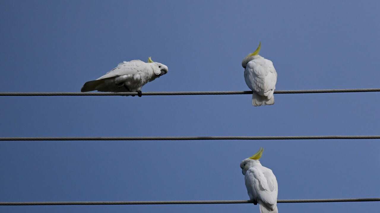 ELECTRICITY STOCK