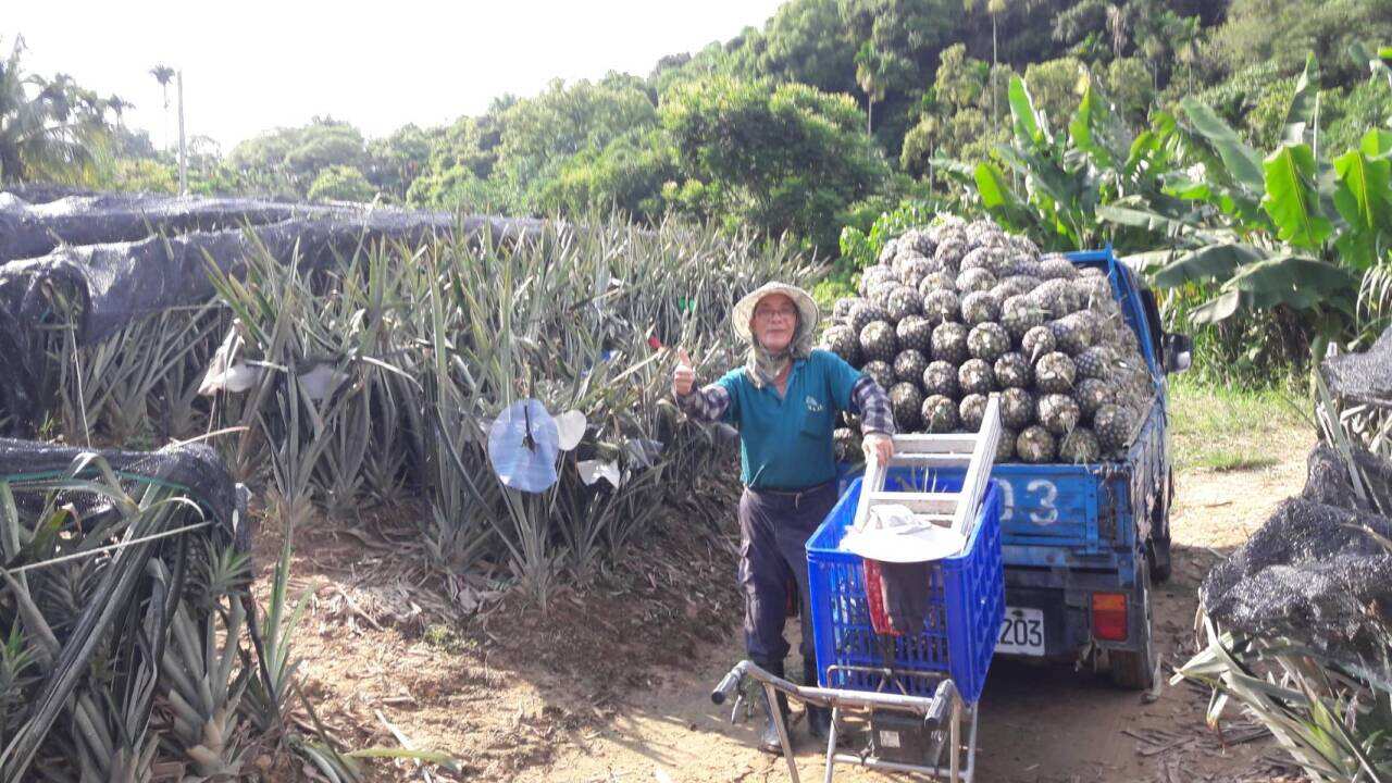 Taiwan pineapple farmer 