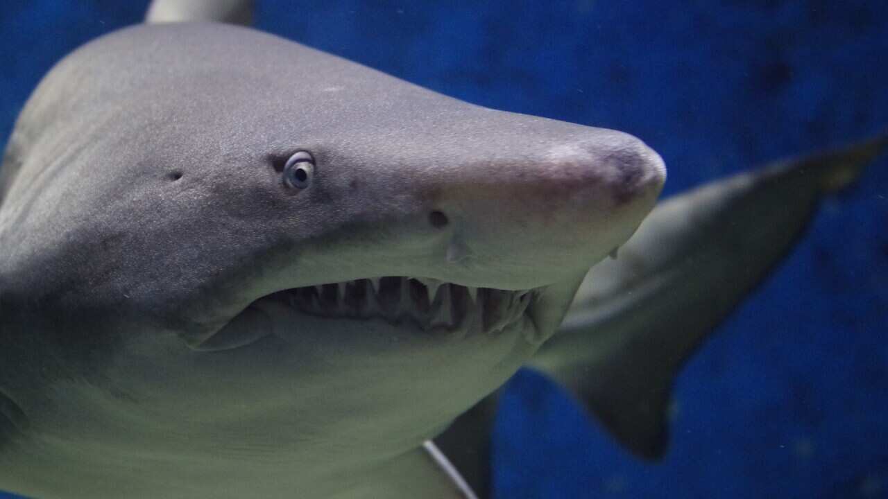 Shark close-up