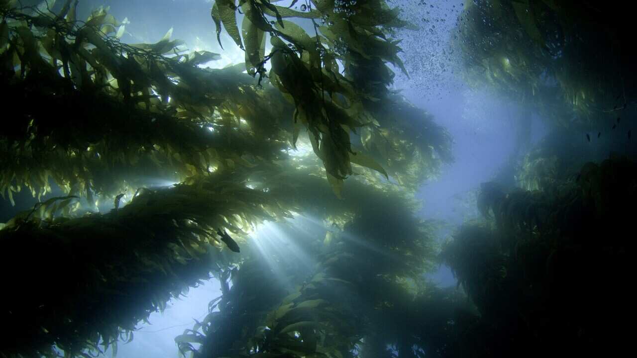 Sunlight streaming through a forest of giant kelp
