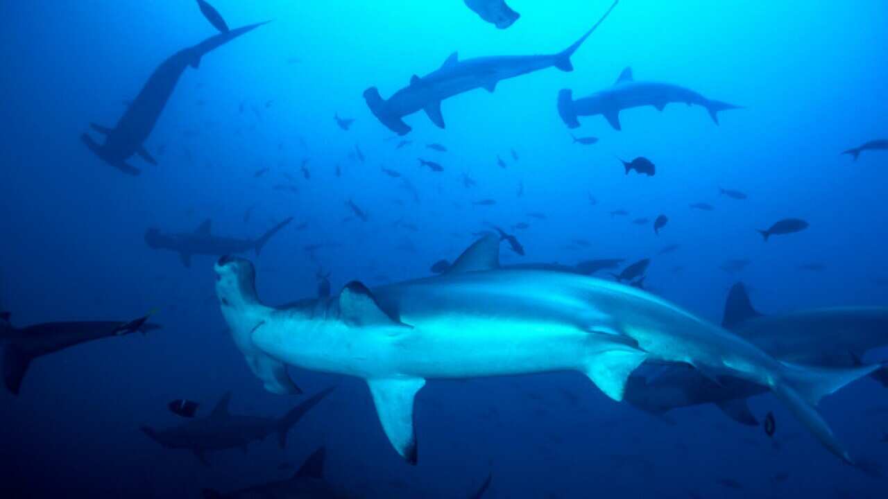 School of Scalloped Hammerhead Sharks (Sphyrna lewini) (AAP/Mary Evans/Ardea/Kurt Amsler) | NO ARCHIVING, EDITORIAL USE ONLY