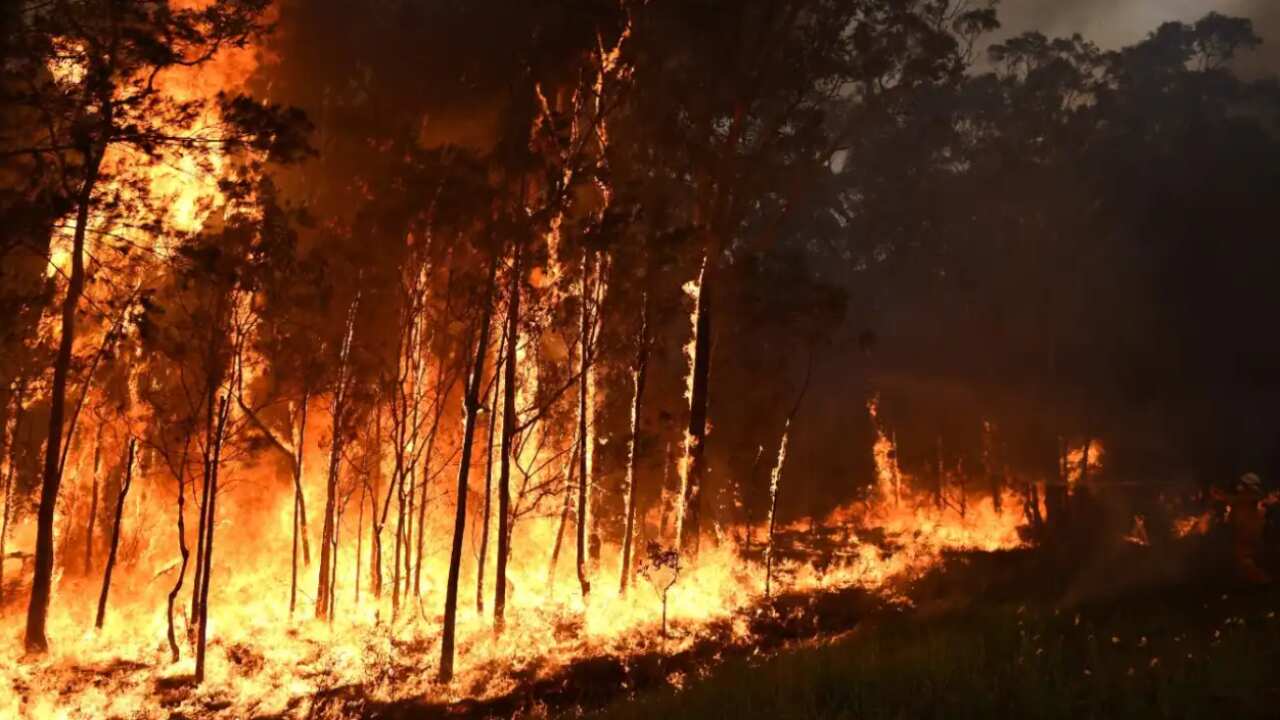 The Black Summer bushfires had a hugely detrimental impact on native habitats