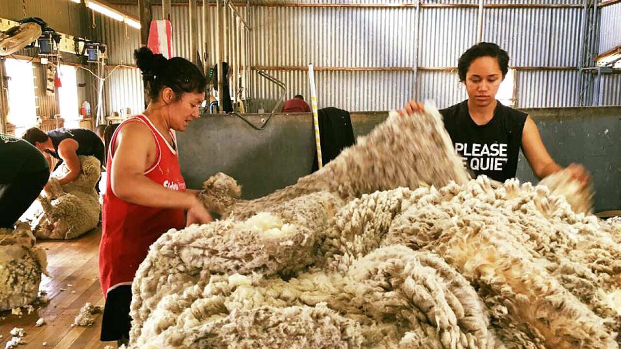 Tiare Tuuhia, sheep shearing