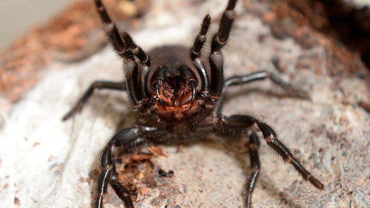 A female Sydney Funnel Web spider 