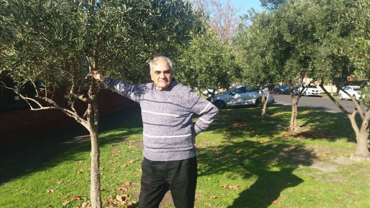 Yianni Fetekas next to an olive tree he planted 