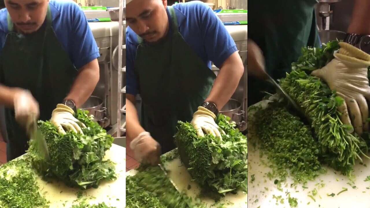 Cilantro Papi