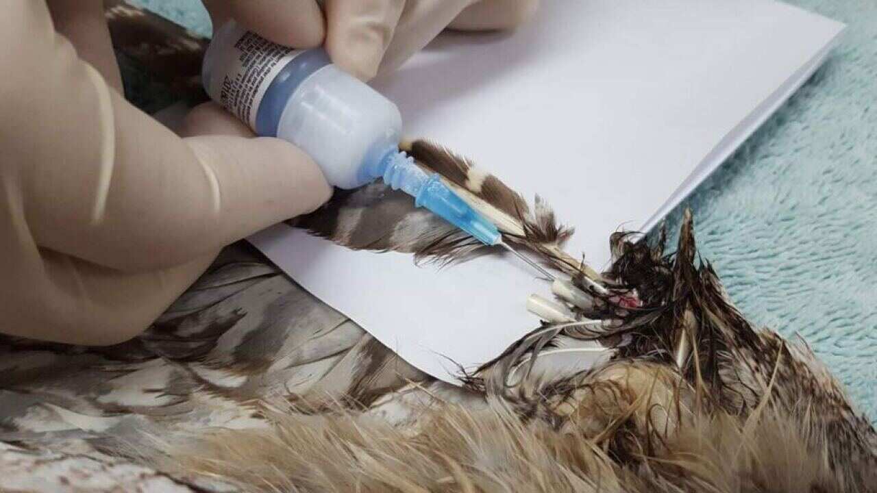 Tawny frogmouth bird in surgery