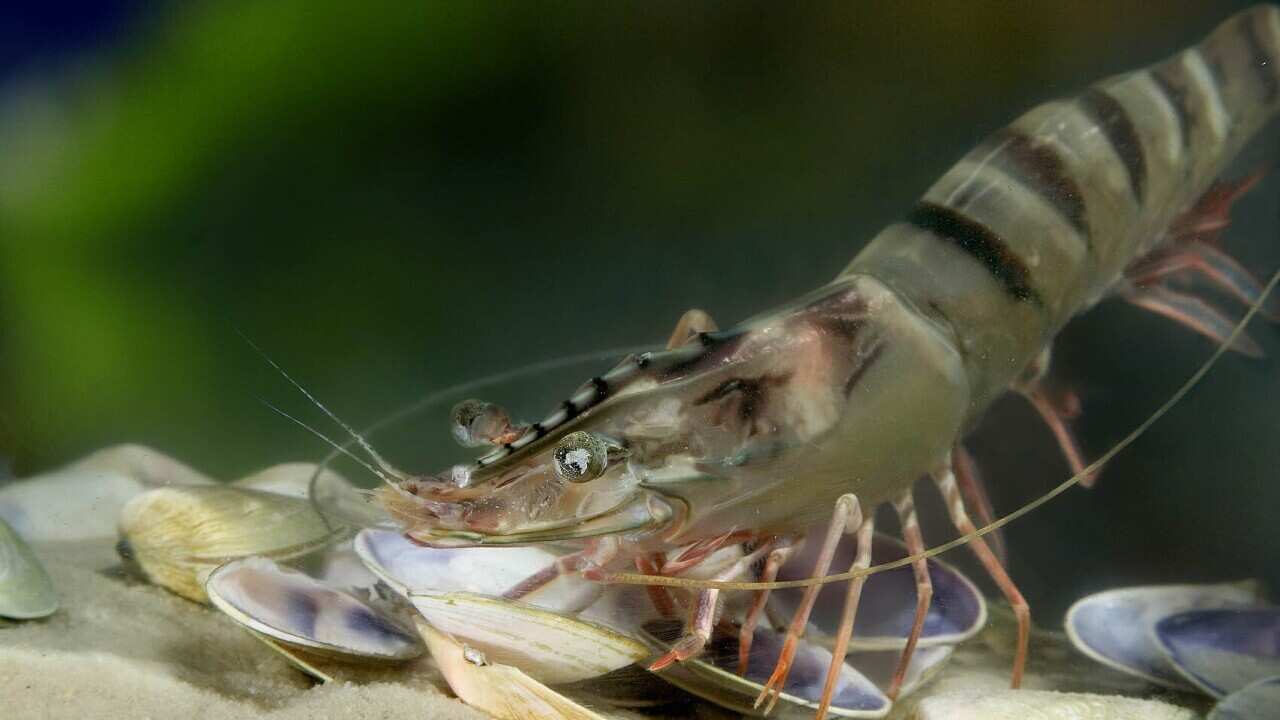 Black Tiger Prawn