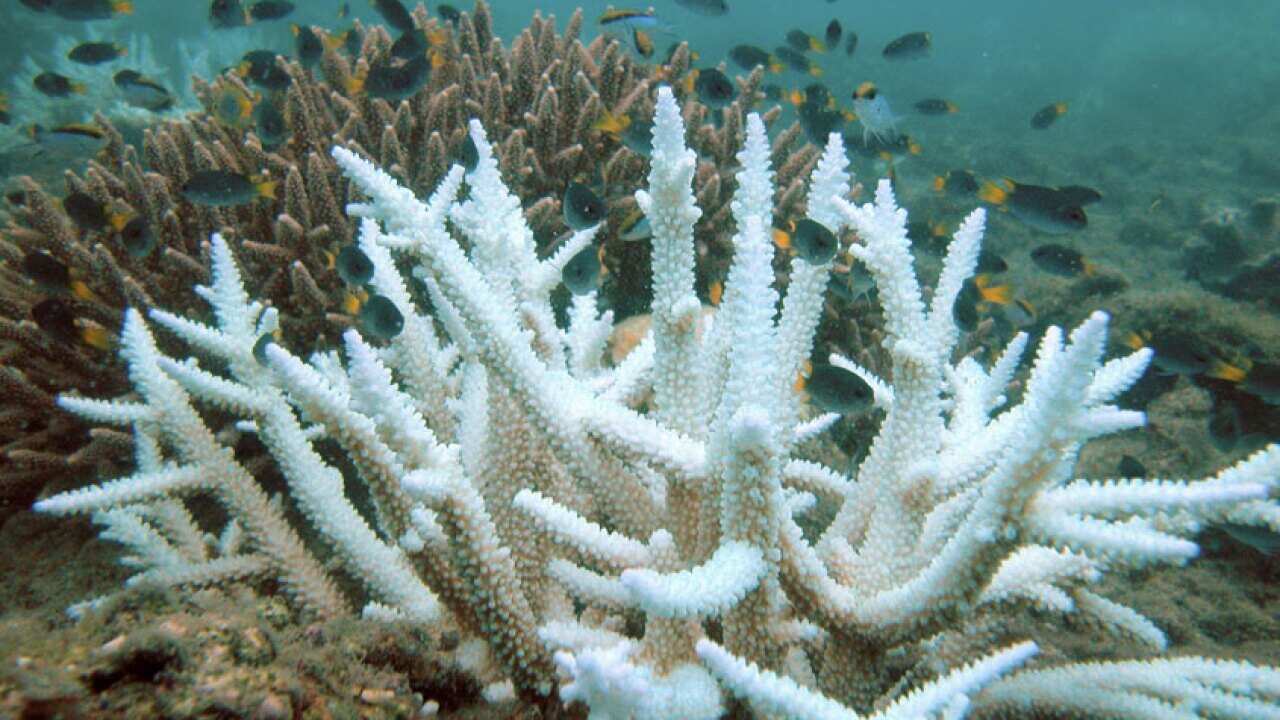 coral bleeching