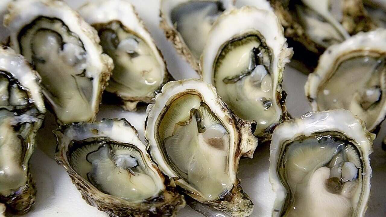 oysters