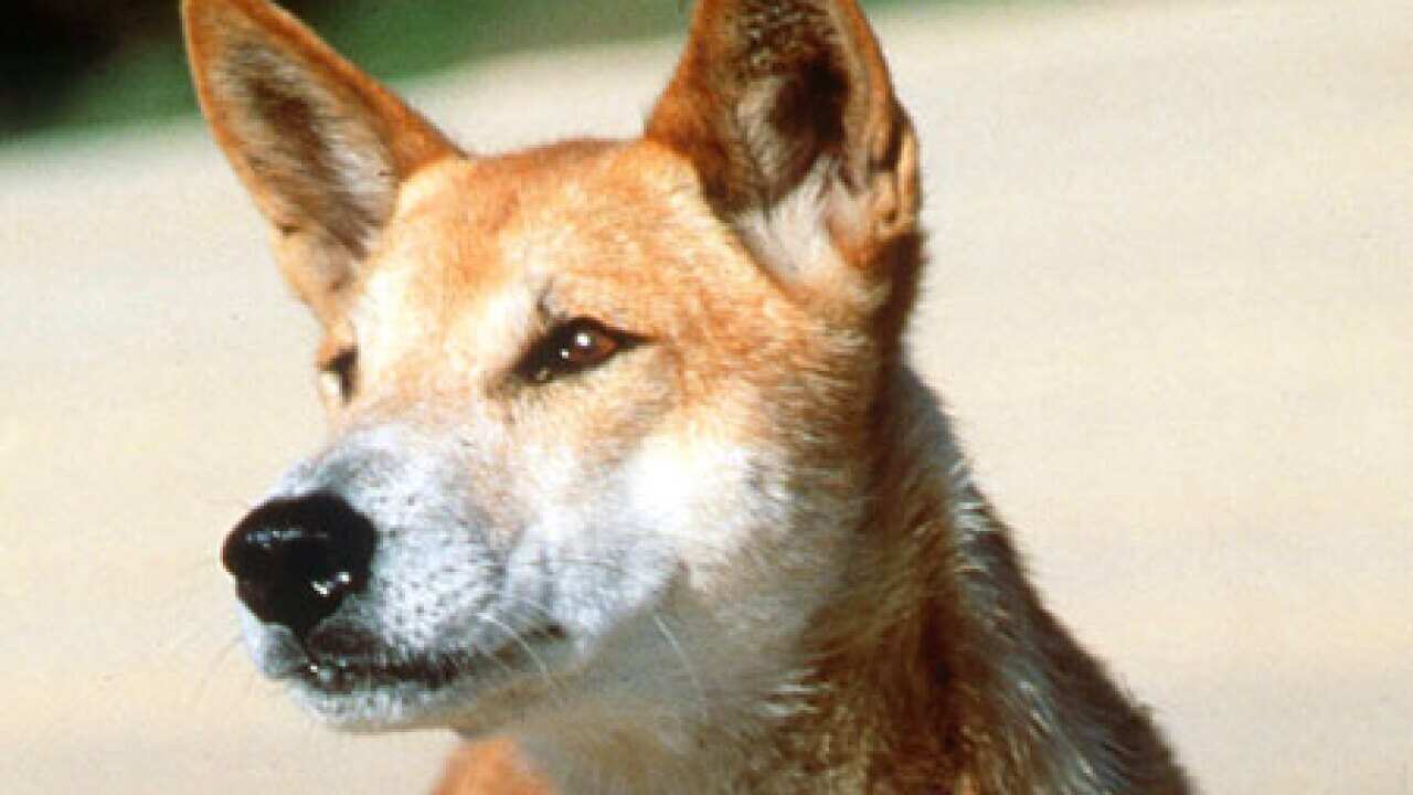 Australian icon: the dingo