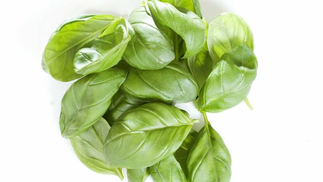 Basil