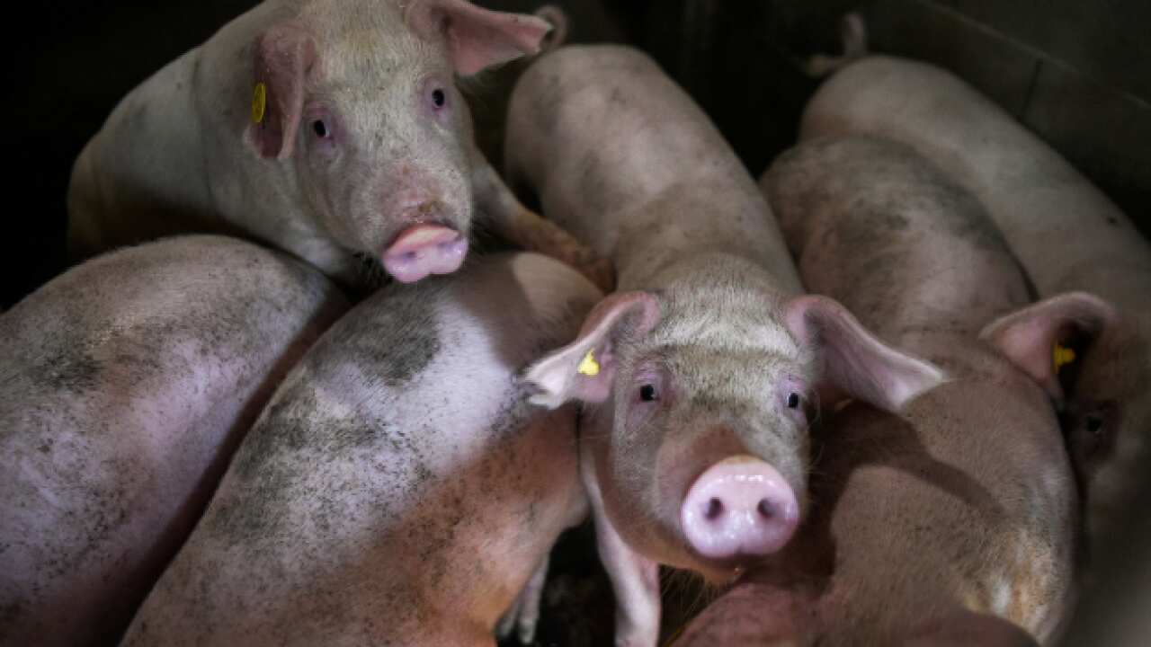 Authorities say backyard pig farming is allowing the epidemic to spread across other nations. AFP