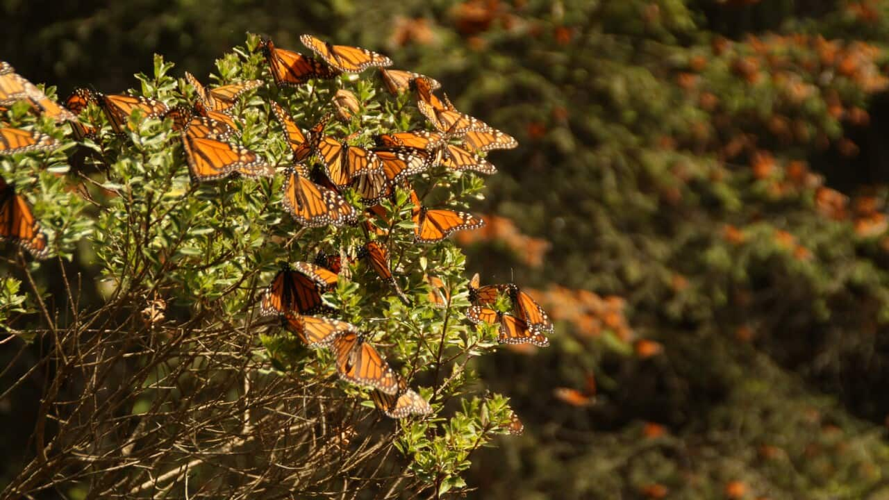 ¿Podrán las mariposas Monarca sobrevivir al incremento de la violencia y la tala ilegal en México?