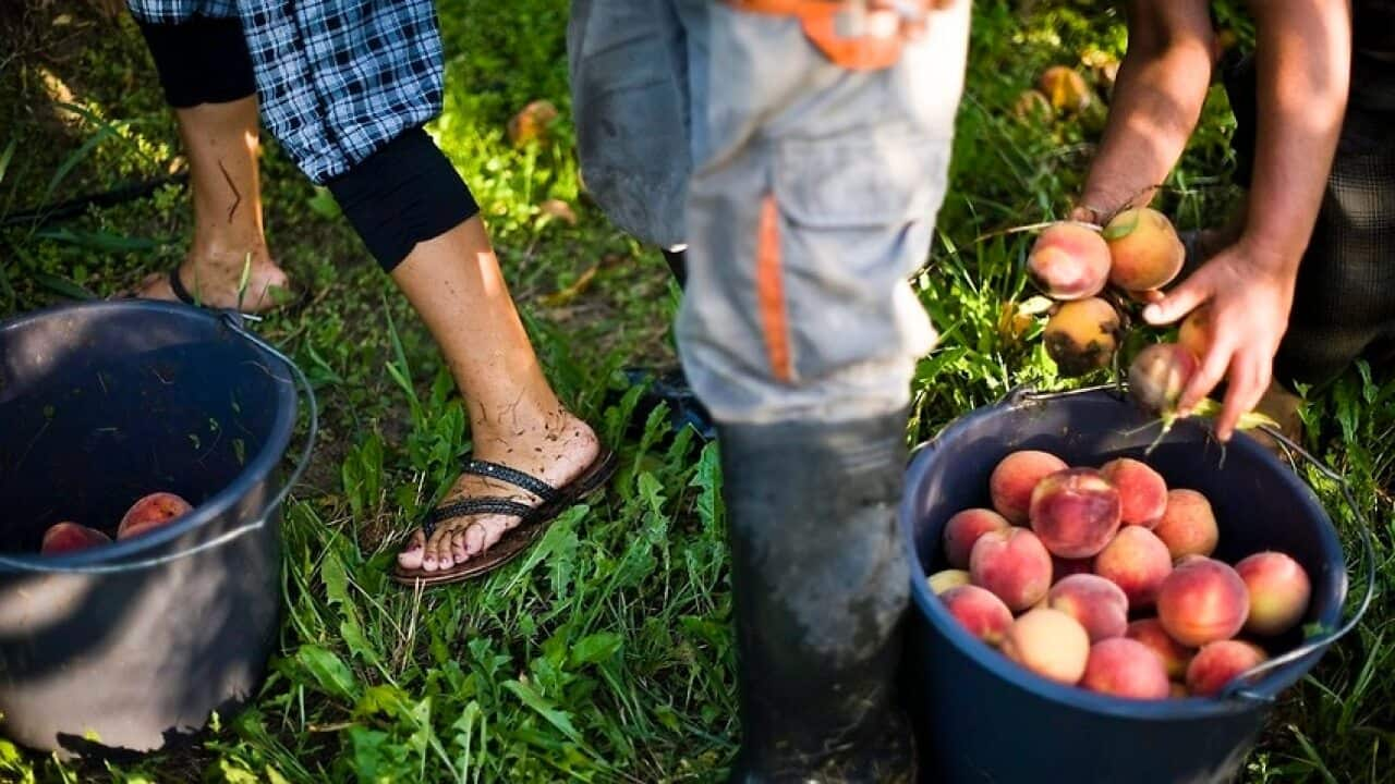 Image of farmers picking peaches by AAP