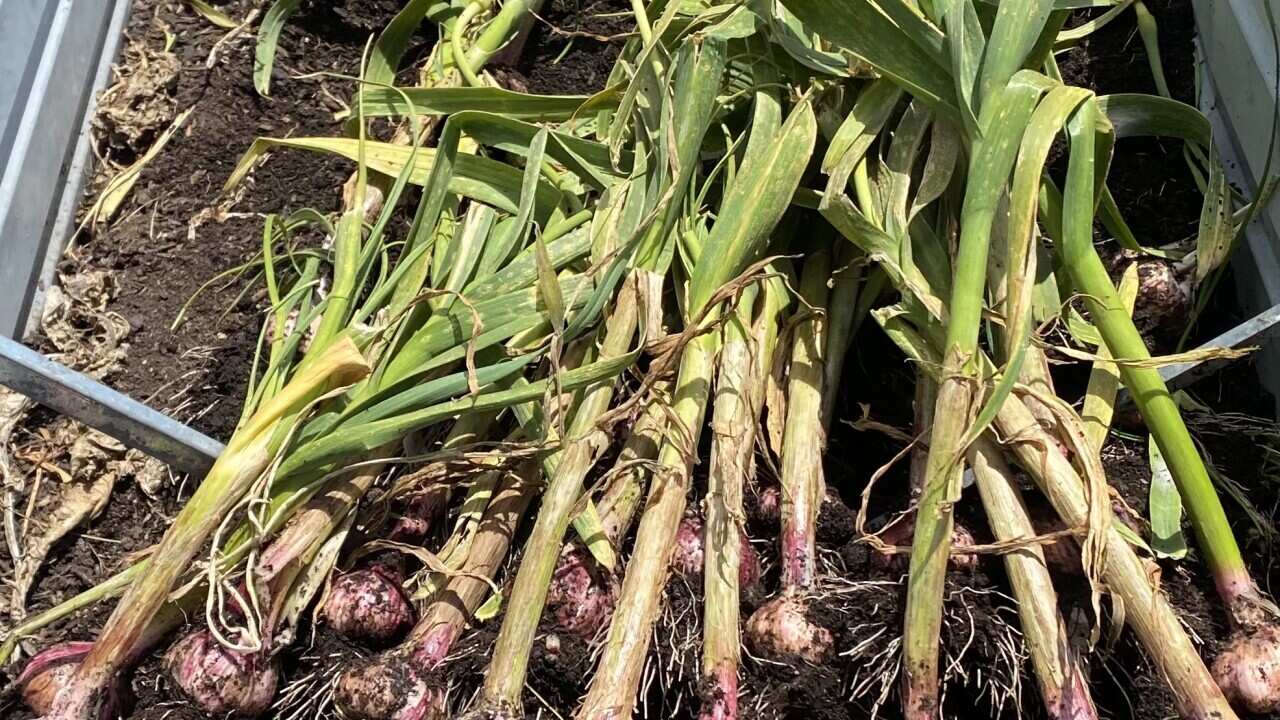 Row of garlic bulbs in soil