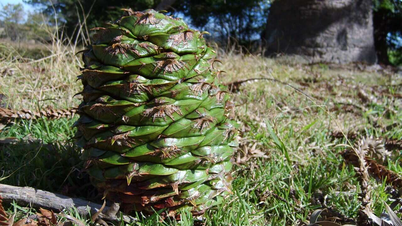 Bunya nuts