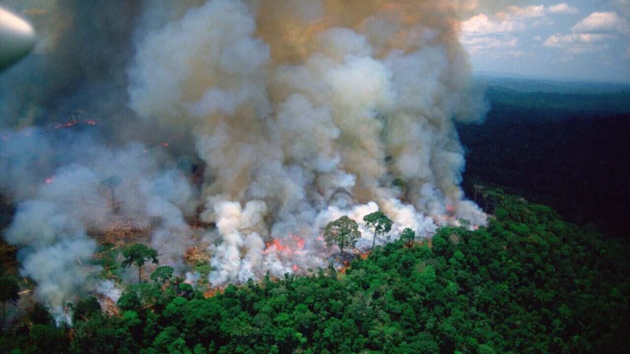 The Amazon rainforest is battling a record number of fires.