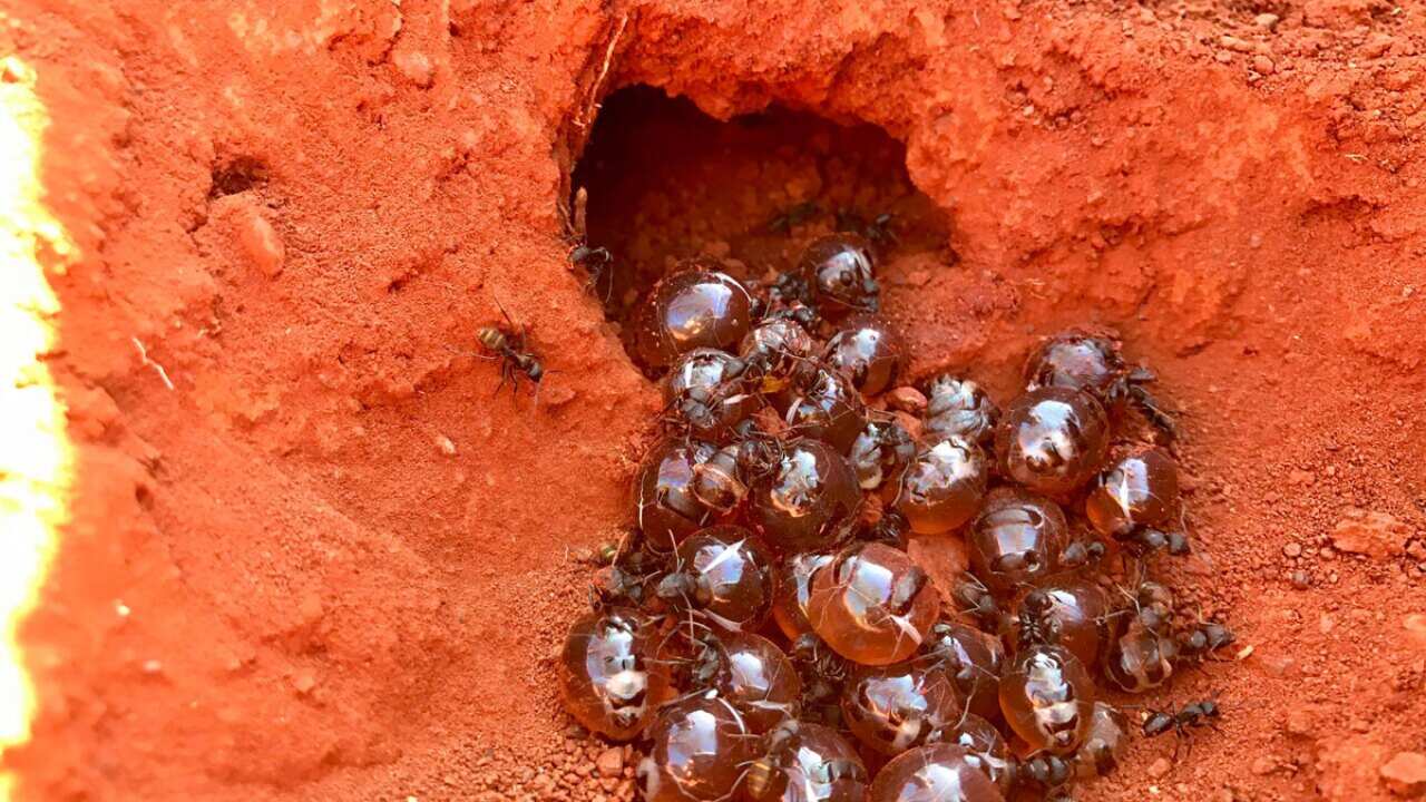 These sweet Australian ants are "the best honey you've ever tasted