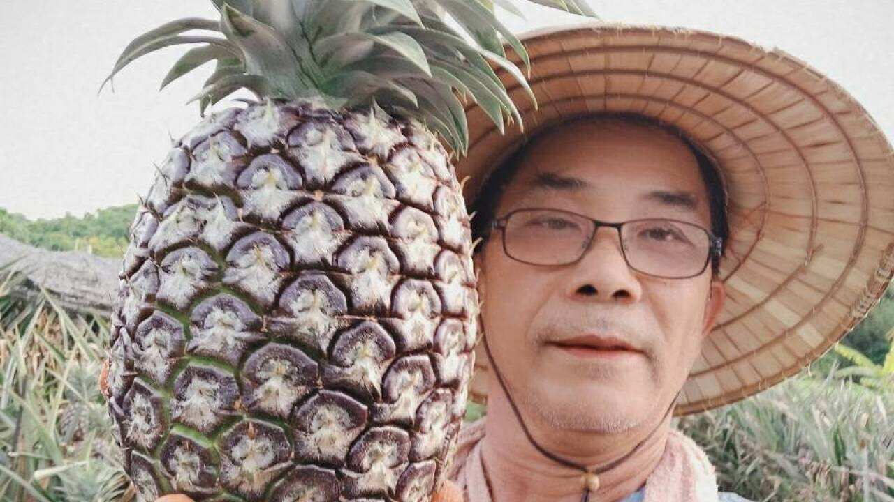 Taiwan pineapple farmer 