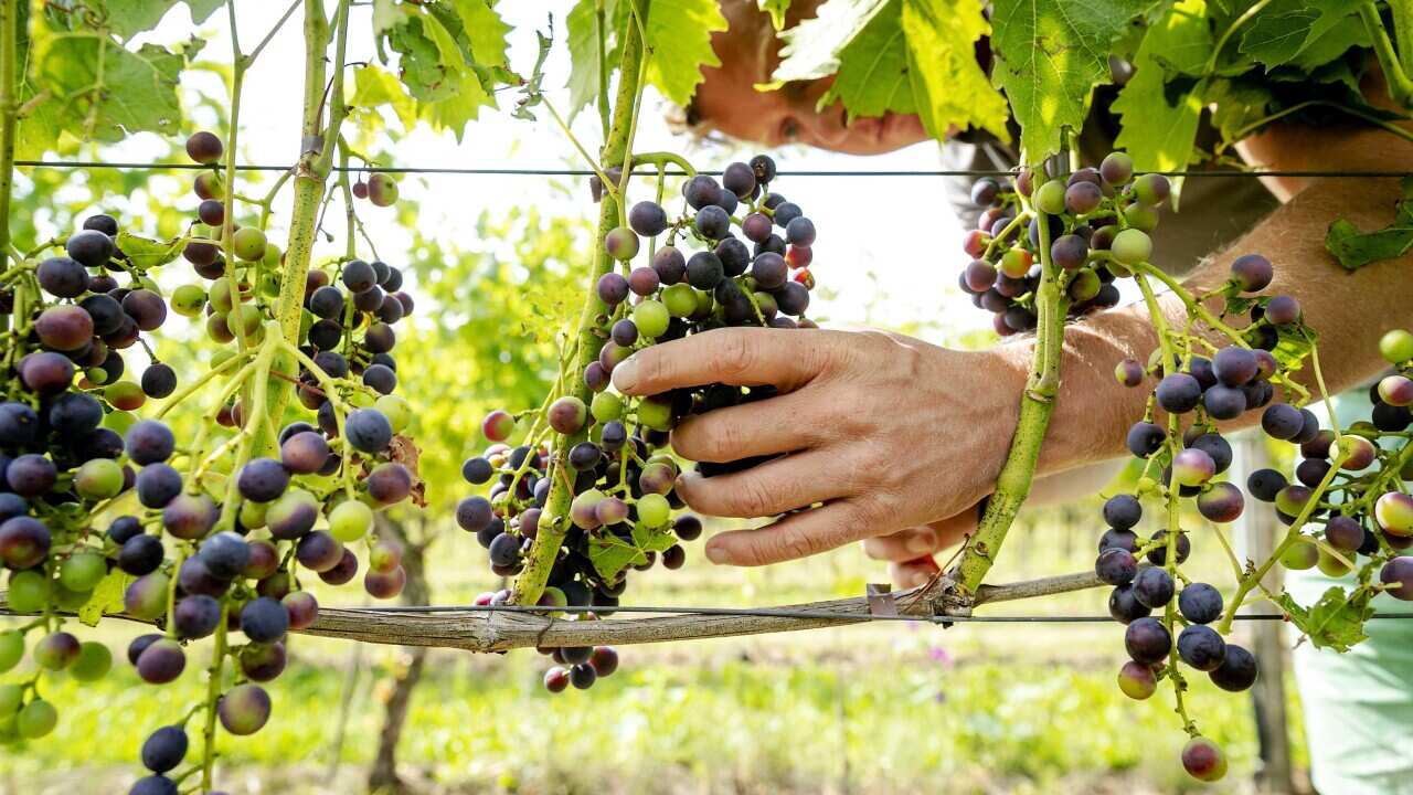 wine