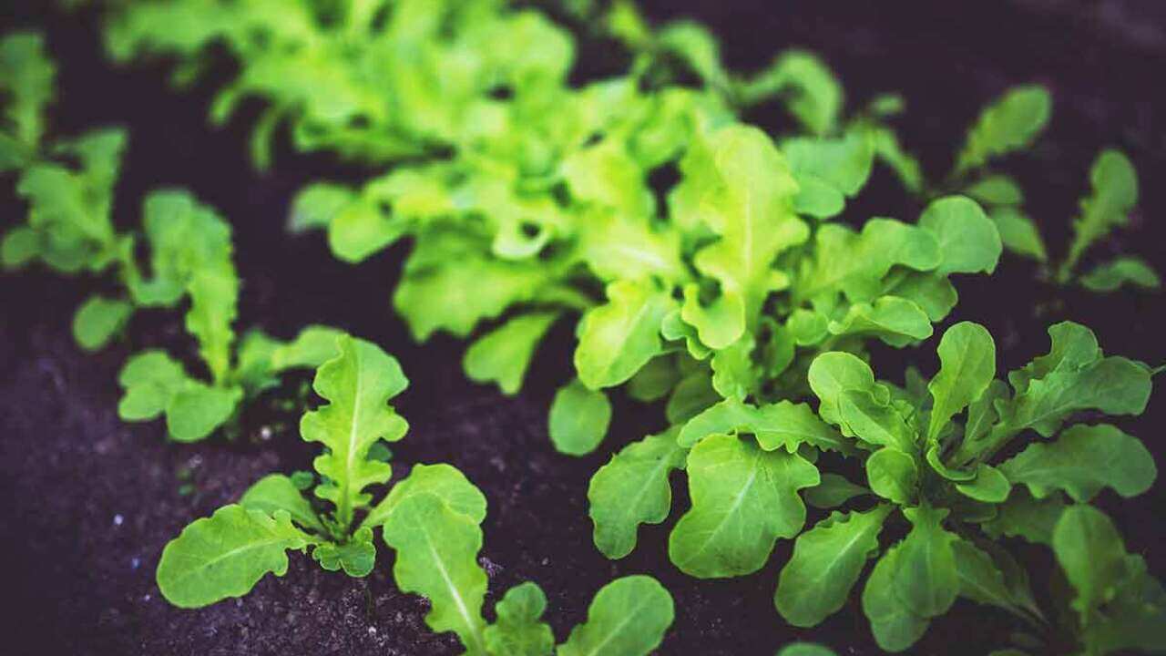 salad leaves in garden 