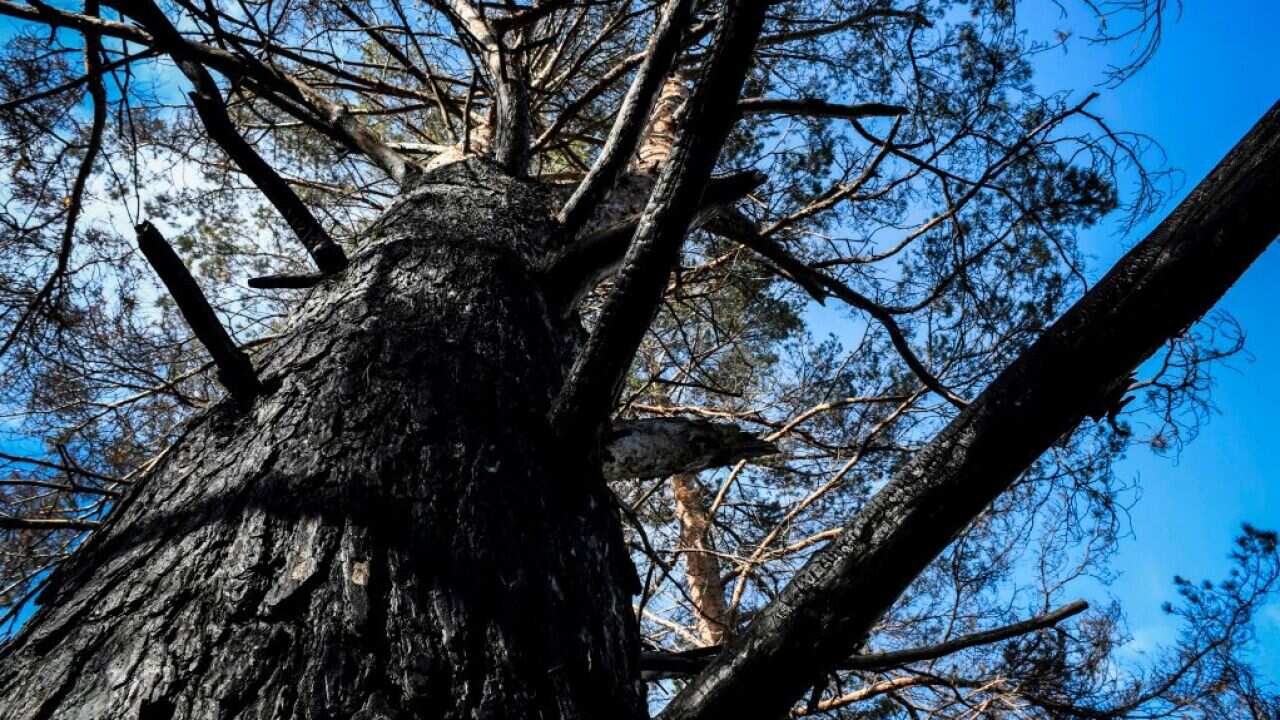 A burnt pine in a Suzunsky forest next to the village of Shipunovo, 170 kms south from Siberian city of Novosibirsk.