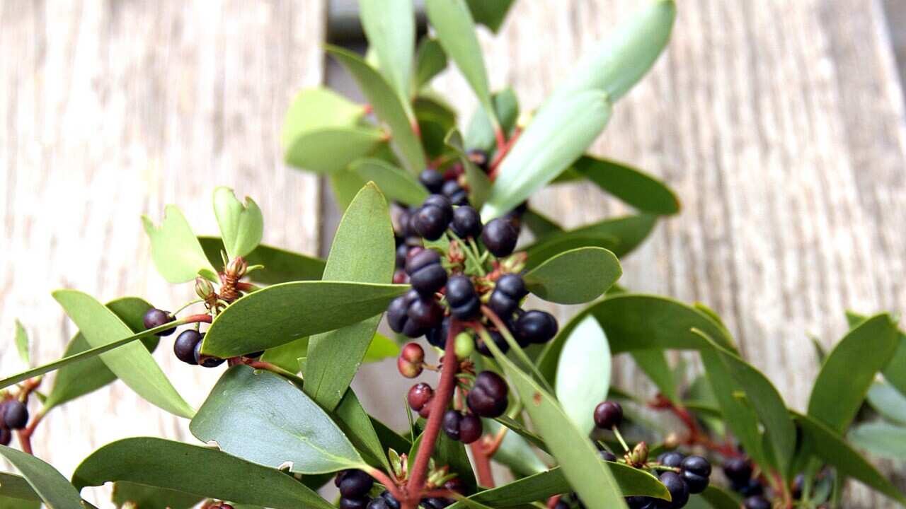 This Indigenous ingredient is actually quite the superfood.         