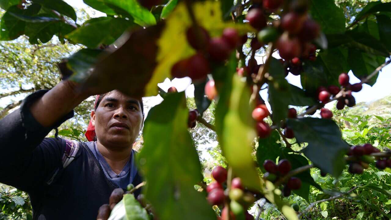 Woman picks coffee beans