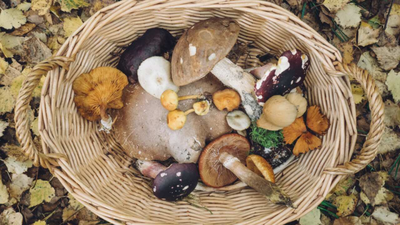 Basket with Mushrooms