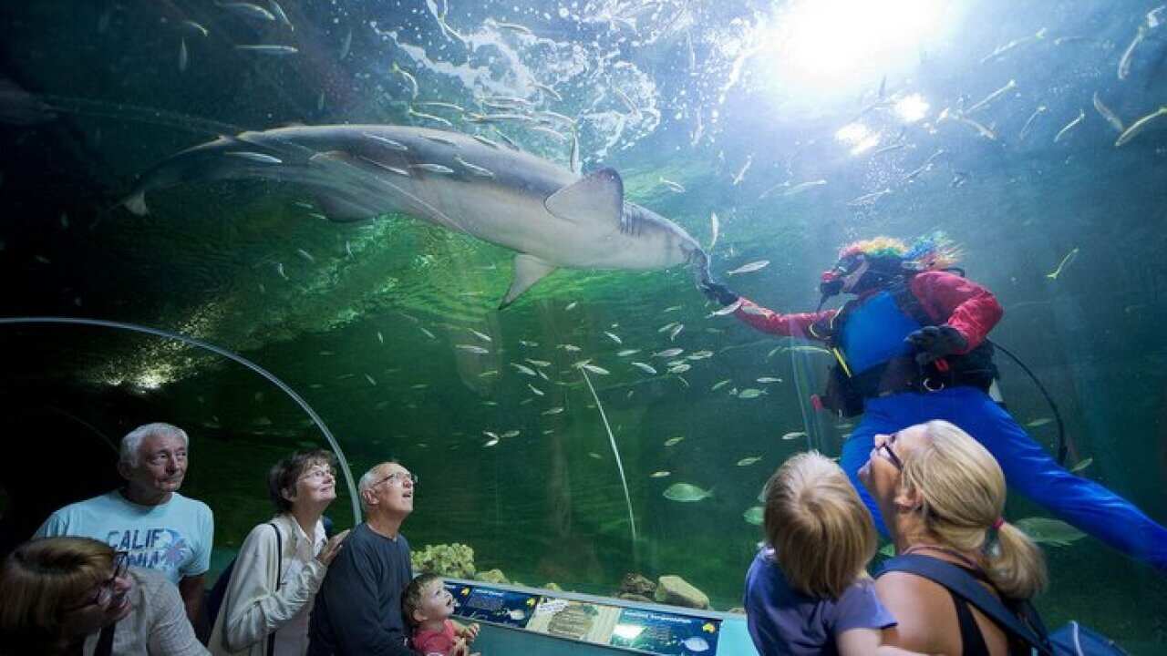 A supplied image obtained Thursday, Feb. 6, 2014 of a diver feeding Murdoch the Grey Nurse Shark on his 7th birthday at Manly SEA LIFE Sanctuary in Sydney. (AAP Image/Manly SEA LIFE Sanctuary) NO ARCHIVING, EDITORIAL USE ONLY