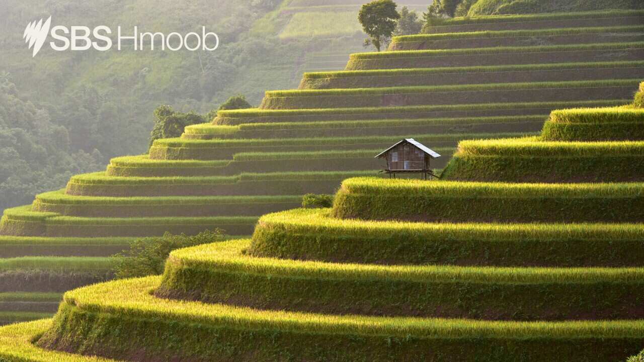 Rice terrace