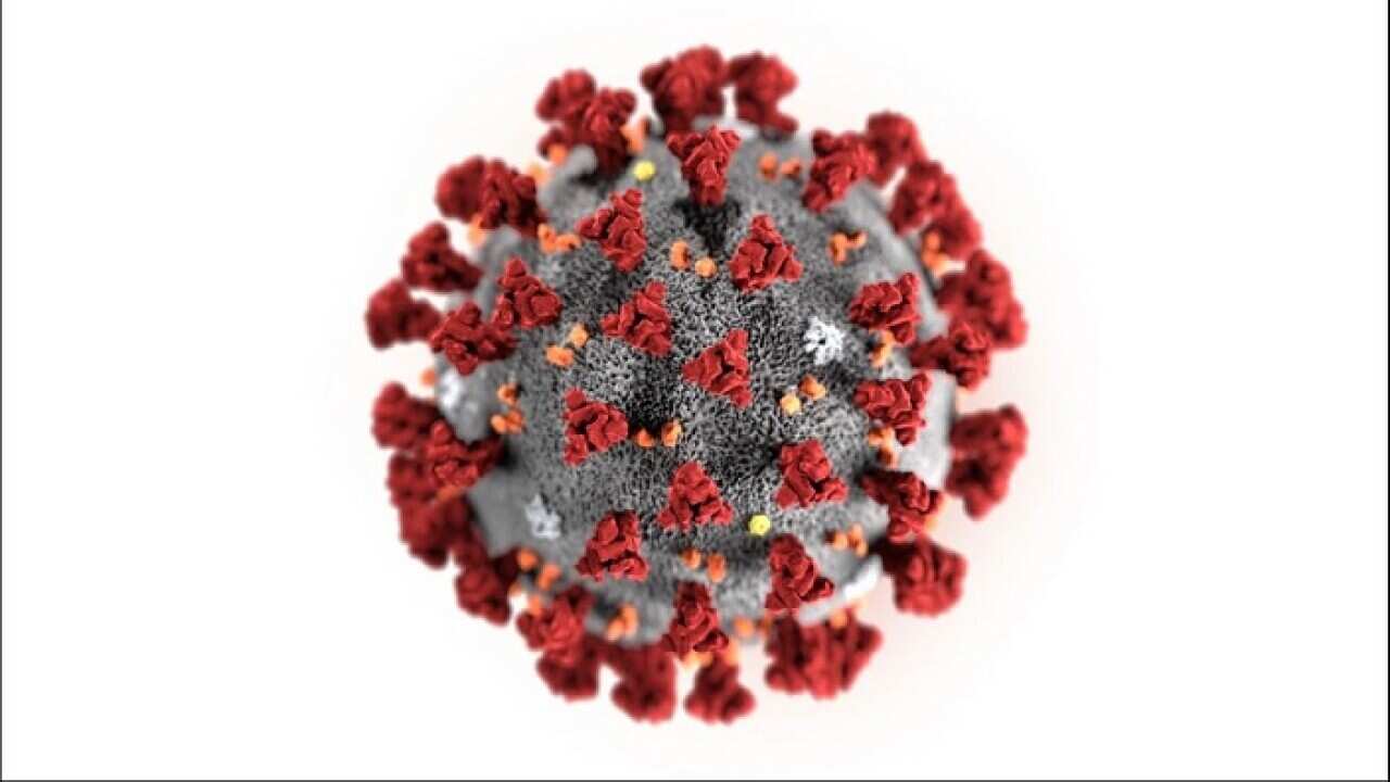 Illustration by the Centers for Disease Control and Prevention showing the 2019 Novel Coronavirus (AAP)