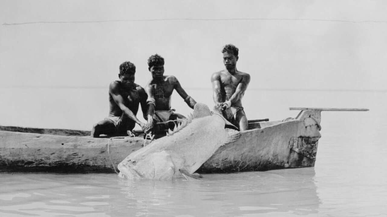 Aborigines hauling large fish into canoe