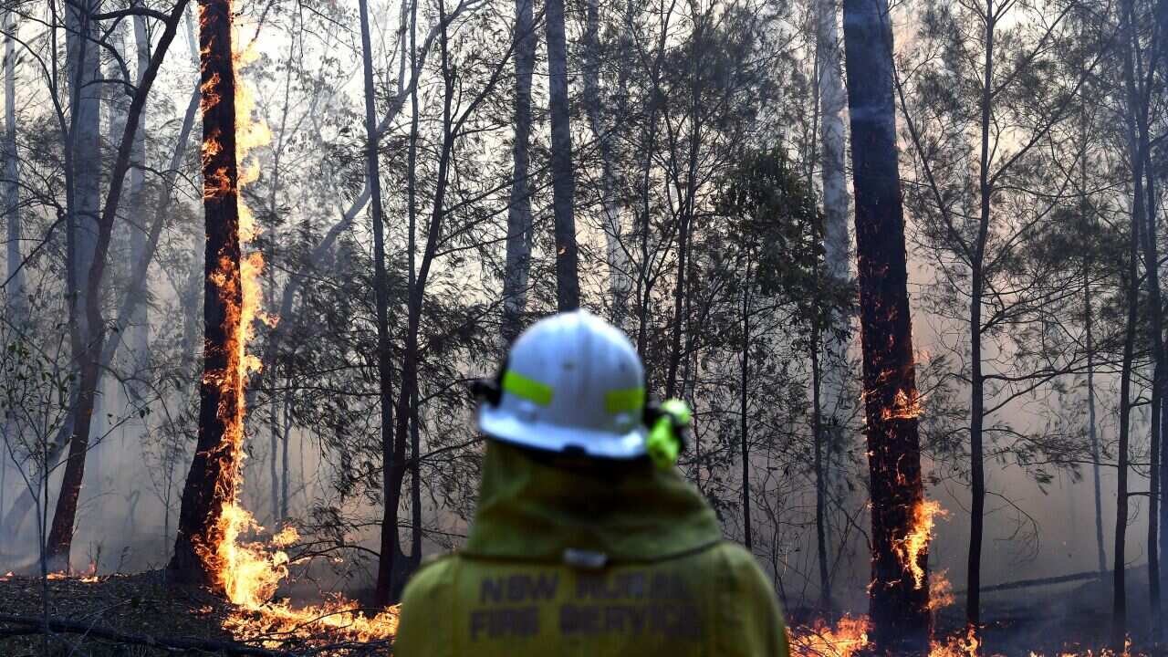 A shot of a firefighter's back while a small blaze burns on some bushland trees.