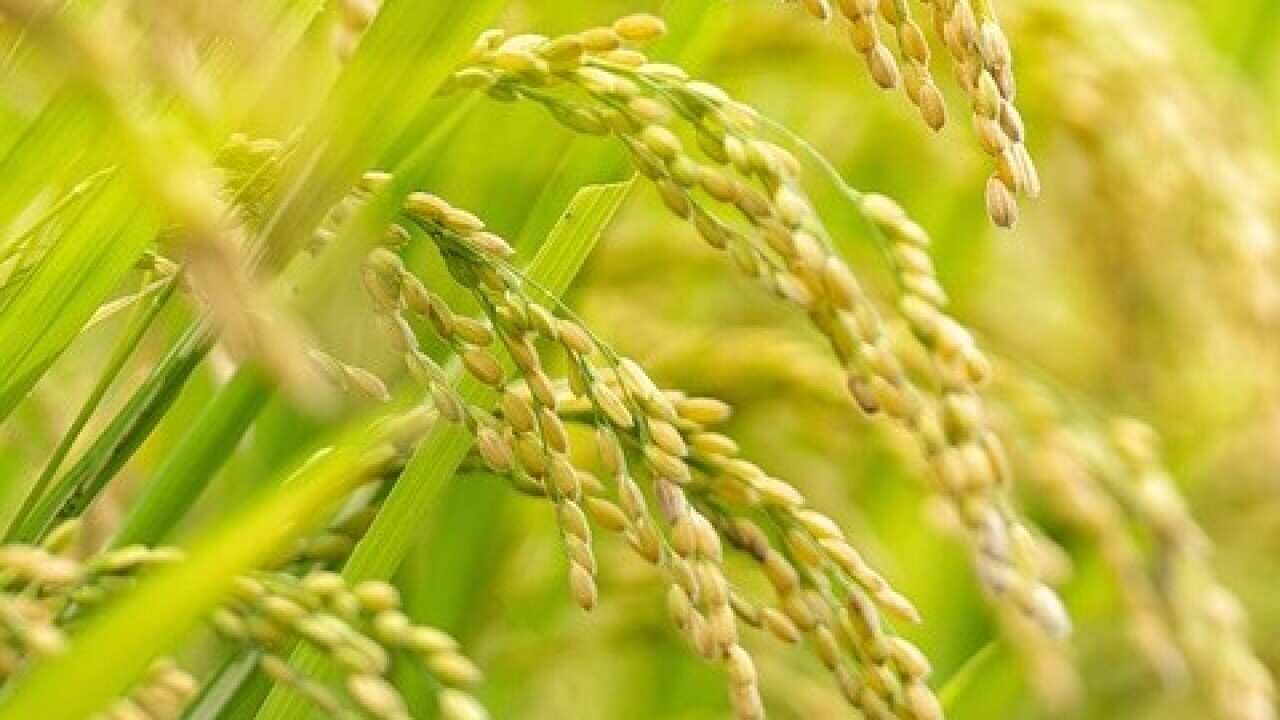 riceplants.jpg