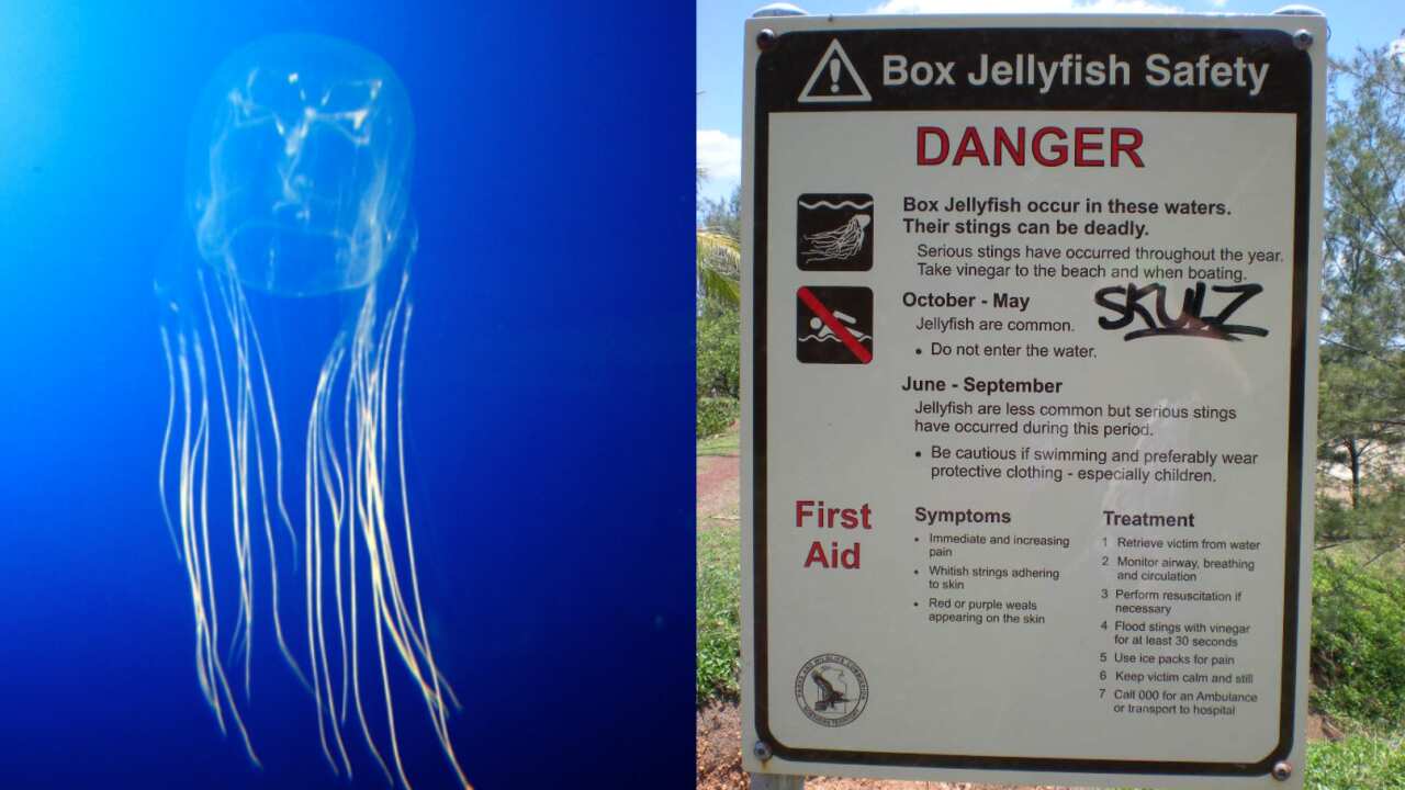 box jellyfish seen in water and warning sign