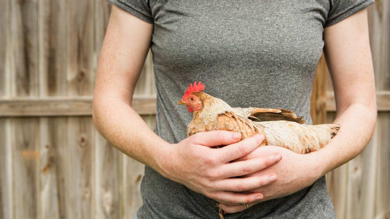 woman holding chicken